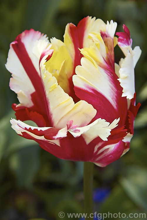 Tulipa 'Estella. Rijnveld', a multi-coloured. Parrot tulip introduced in 1954. Its flower stems are around 60cm tall. The flowers have a strong creamy yellow tint when first open but this soon fades to white. Order: Liliales, Family: Liliaceae