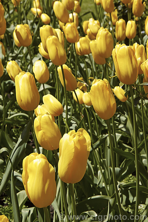 Tulipa 'Roi du Midi' (<i>Category 5 x Single. Late</i>), growing to around 50-60cm tall, this cultivar has beautiful goblet-shaped flowers on sturdy stems. Order: Liliales, Family: Liliaceae