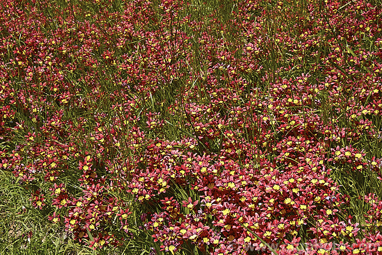 Sparaxis tricolor naturalised in a grassy meadow. This South African corm blooms from late winter into spring. Its flowers occur in several colours and it will naturalise in suitably mild climates. sparaxis-2499htm'>Sparaxis.