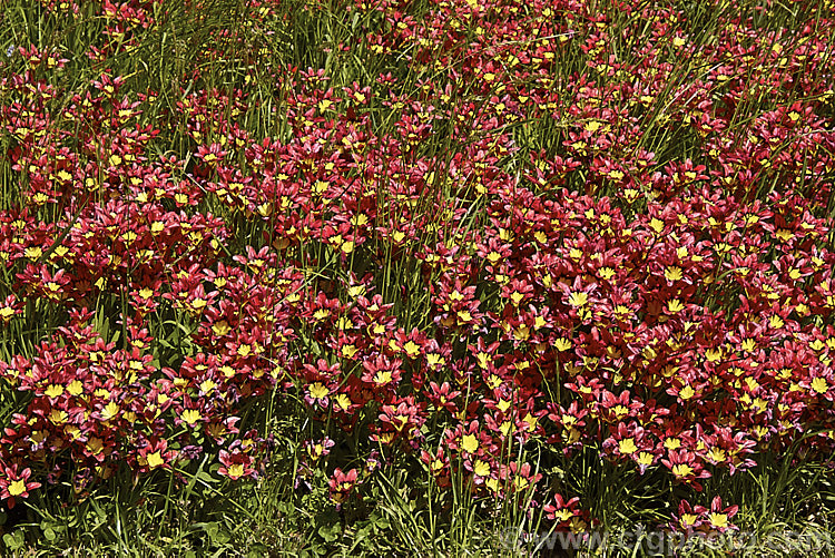 Sparaxis tricolor naturalised in a grassy meadow. This South African corm blooms from late winter into spring. Its flowers occur in several colours and it will naturalise in suitably mild climates. sparaxis-2499htm'>Sparaxis.