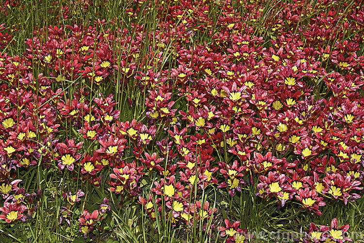 Sparaxis tricolor naturalised in a grassy meadow. This South African corm blooms from late winter into spring. Its flowers occur in several colours and it will naturalise in suitably mild climates. sparaxis-2499htm'>Sparaxis.