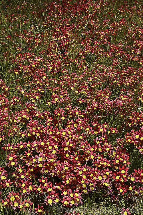 Sparaxis tricolor naturalised in a grassy meadow. This South African corm blooms from late winter into spring. Its flowers occur in several colours and it will naturalise in suitably mild climates. sparaxis-2499htm'>Sparaxis.