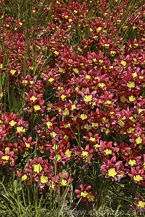 Sparaxis tricolor naturalised in a grassy meadow. This South African corm blooms from late winter into spring. Its flowers occur in several colours and it will naturalise in suitably mild climates. sparaxis-2499htm'>Sparaxis.