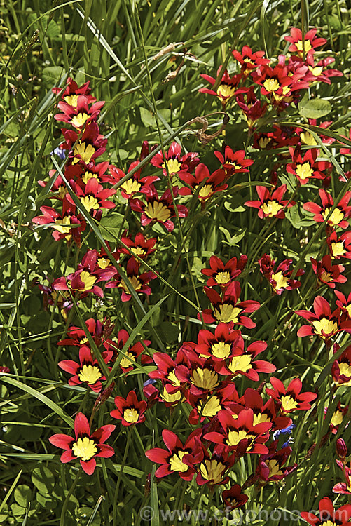 A clear bright red form of Sparaxis tricolor naturalised in a grassy meadow. This South African corm blooms from late winter into spring. Its flowers occur in several colours, mainly pink, red and orange tones, and it will naturalise in suitably mild climates. sparaxis-2499htm'>Sparaxis.