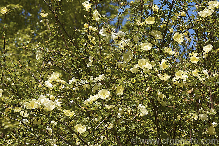 Rosa xanthina 'Canary. Bird' (<i>R xanthina forma spontanea x R xanthina forma hugonis</i>), an inter-form hybrid of Rosa xanthina, a spreading 3m tall rose species from China and Korea, with larger flowers than the species. Order: Rosales, Family: Rosaceae