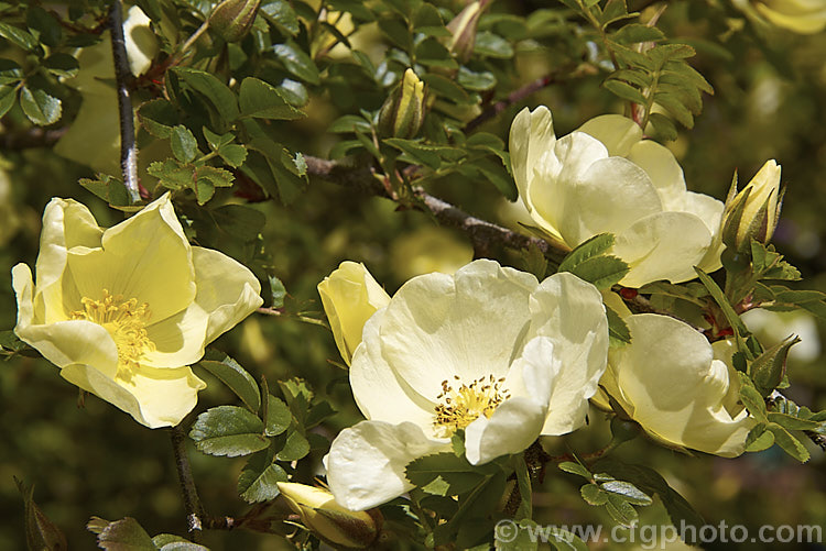 Rosa xanthina 'Canary. Bird' (<i>R xanthina forma spontanea x R xanthina forma hugonis</i>), an inter-form hybrid of Rosa xanthina, a spreading 3m tall rose species from China and Korea, with larger flowers than the species. Order: Rosales, Family: Rosaceae
