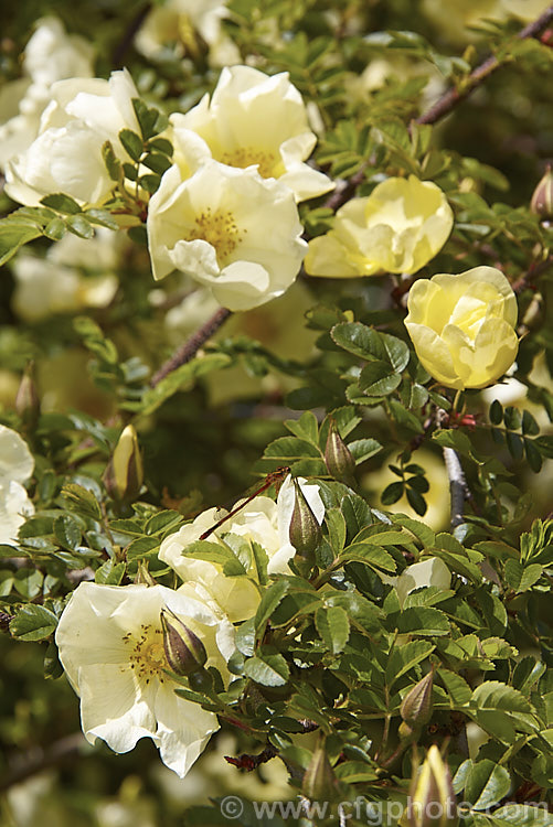 Rosa xanthina 'Canary. Bird' (<i>R xanthina forma spontanea x R xanthina forma hugonis</i>), an inter-form hybrid of Rosa xanthina, a spreading 3m tall rose species from China and Korea, with larger flowers than the species. Order: Rosales, Family: Rosaceae