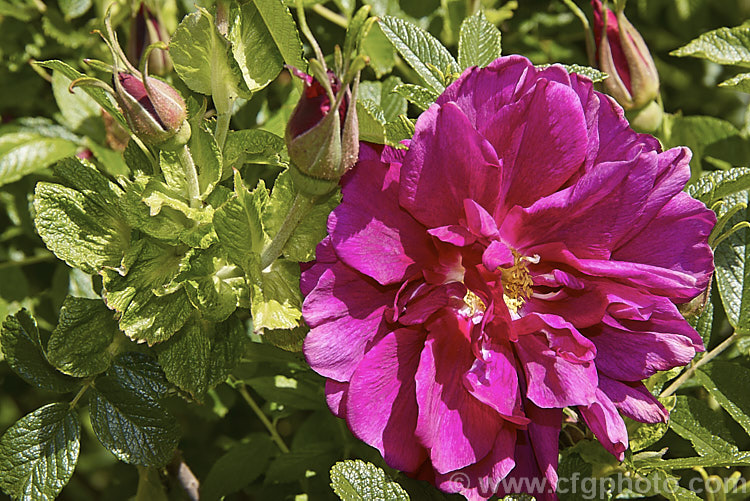 Rosa 'Roseraie de l'Haÿ', a robust. Rosa rugosa hybrid raised by French rosarian. Jules. Gravereaux in 1910. It was named after. Empress. Josephine's extensive rose garden. Order: Rosales, Family: Rosaceae