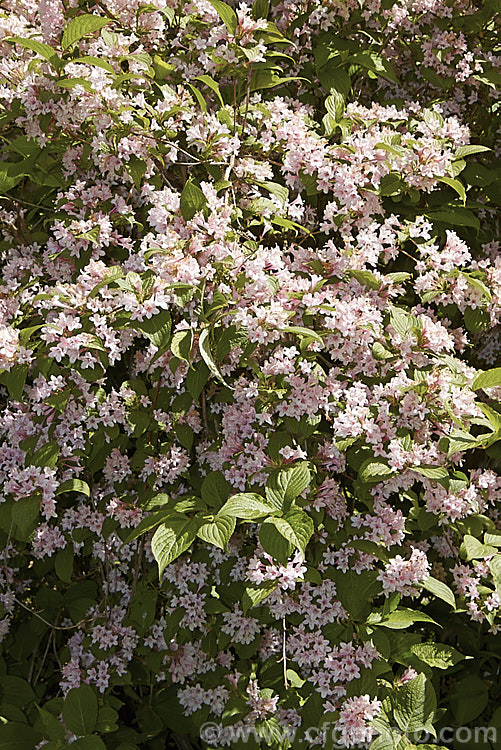 Weigela subsessilis, a deciduous, spring-flowering shrub native to Korea. It grows to around 4m tall and is notable for its arching stems, which often reflex almost to ground level. weigela-2307htm'>Weigela. <a href='caprifoliaceae-plant-family-photoshtml'>Caprifoliaceae</a>.