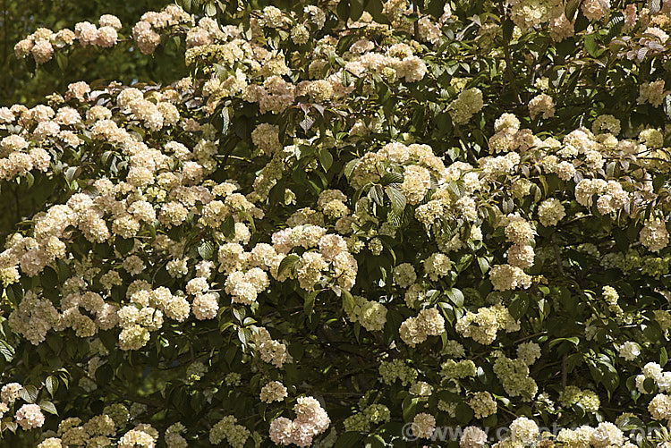 Viburnum plicatum 'Rosacea', a form of a common. Chinese and Japanese spring-flowering deciduous shrub with cream and pink-tinted sterile flowers and bronze new growth. The flowerheads fade to almost white as they age. viburnum-2081htm'>Viburnum.. viburnum-2081htm'>Viburnum. <a href='adoxaceae-plant-family-photoshtml'>Adoxaceae</a>.