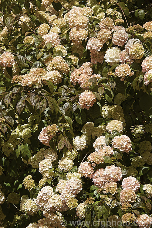 Viburnum plicatum 'Rosacea', a form of a common. Chinese and Japanese spring-flowering deciduous shrub with cream and pink-tinted sterile flowers and bronze new growth. The flowerheads fade to almost white as they age. viburnum-2081htm'>Viburnum.. viburnum-2081htm'>Viburnum. <a href='adoxaceae-plant-family-photoshtml'>Adoxaceae</a>.