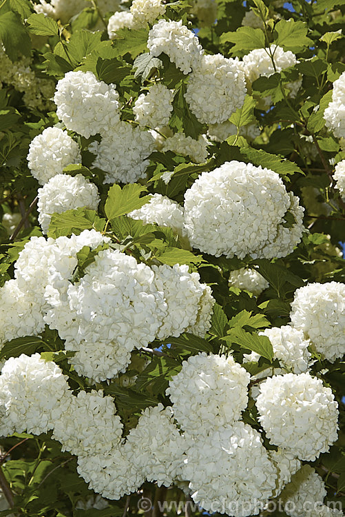 Viburnum opulus 'Roseum' (syn 'Sterile'). This 4-5m tall cultivar of a Eurasian species has double white flowers that are composed entirely of sterile bracts. The name 'Rosea' comes form the tendency of the flowerheads to redden slightly with age. viburnum-2081htm'>Viburnum.. viburnum-2081htm'>Viburnum. <a href='adoxaceae-plant-family-photoshtml'>Adoxaceae</a>.