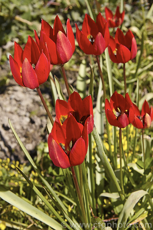 Tulipa linifolia, native to central Asia, northern Iran and Afghanistan, this tulip species is notable for its grassy foliage and small, intensely coloured flowers. Order: Liliales, Family: Liliaceae