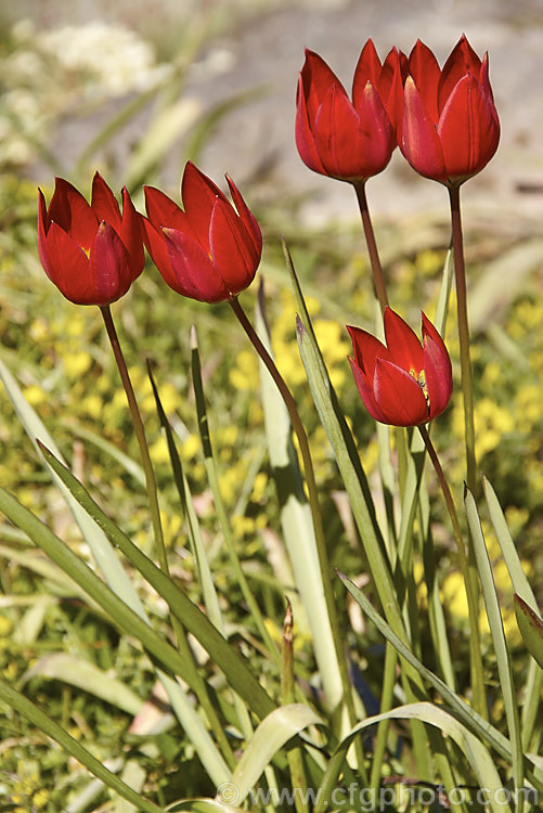 Tulipa linifolia, native to central Asia, northern Iran and Afghanistan, this tulip species is notable for its grassy foliage and small, intensely coloured flowers. Order: Liliales, Family: Liliaceae