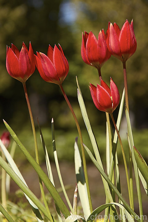 Tulipa linifolia, native to central Asia, northern Iran and Afghanistan, this tulip species is notable for its grassy foliage and small, intensely coloured flowers. Order: Liliales, Family: Liliaceae