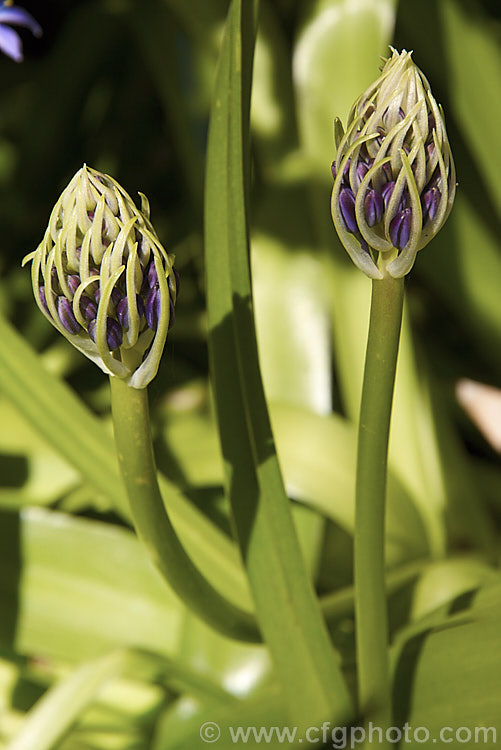 Flowerheads of Scilla peruviana just starting to show colour. This vigorous bulbous plant is from south-west. Europe and West Africa. The strappy foliage is lax and tends to lay on the ground. The flowerheads contain up to 100 blooms. scilla-2491htm'>Scilla.