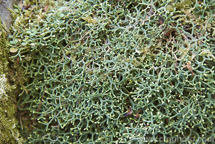 Selaginella sanguinolenta, a small, mounding clubmoss native to northeastern Asia. It is notable for its rather stiff and strongly branching growth habit. selaginella-3301htm'>Selaginella. <a href='selaginellaceae-plant-family-photoshtml'>Selaginellaceae</a>.