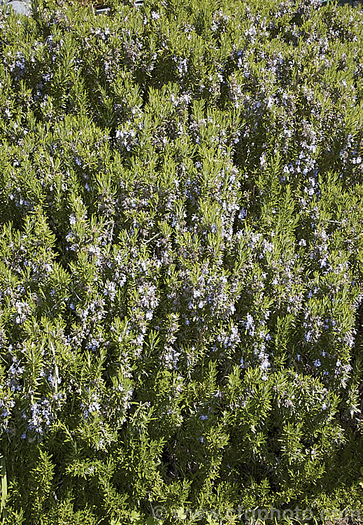 Rosemary (<i>Salvia rosmarinus</i> [syn. <i>Rosmarinus officinalis</i>]), an upright, evergreen, mainly spring- to early summer-flowering Mediterranean shrub. Its oils are commonly used for fragrances and its foliage as a culinary herb. Order: Lamiales, Family: Lamiaceae