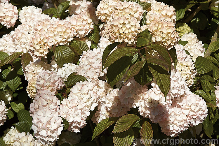 Viburnum plicatum 'Rosacea', a form of a common. Chinese and Japanese spring-flowering deciduous shrub with cream and pink-tinted sterile flowers and bronze new growth. viburnum-2081htm'>Viburnum.. viburnum-2081htm'>Viburnum. <a href='adoxaceae-plant-family-photoshtml'>Adoxaceae</a>.