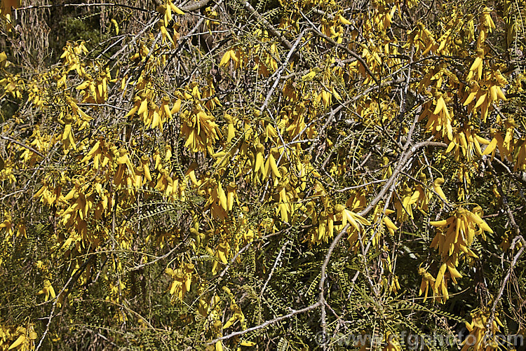 Kowhai (<i>Sophora microphylla</i>), one of two species of briefly deciduous spring-flowering New Zealand trees to share this name, this species has smaller leaflets and deeper golden-yellow coloured flowers than its more widely grown relative, Sophora tetraptera. This species also occurs in Chile. sophora-2142htm'>Sophora.