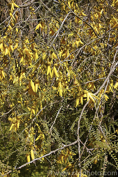Kowhai (<i>Sophora microphylla</i>), one of two species of briefly deciduous spring-flowering New Zealand trees to share this name, this species has smaller leaflets and deeper golden-yellow coloured flowers than its more widely grown relative, Sophora tetraptera. This species also occurs in Chile. sophora-2142htm'>Sophora.