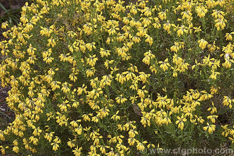 Dwarf Gorse (<i>Ulex minor</i>), a 1m high x 1.5m wide, western European shrub with densely spiny green branches. For much of the year it is leafless, but when its flower it produces a few true leaves around the flowerheads. It flowers in autumn and in mild climates will also bloom in spring. It does not have the invasive habits of Ulex europaeus. ulex-2750htm'>Ulex.