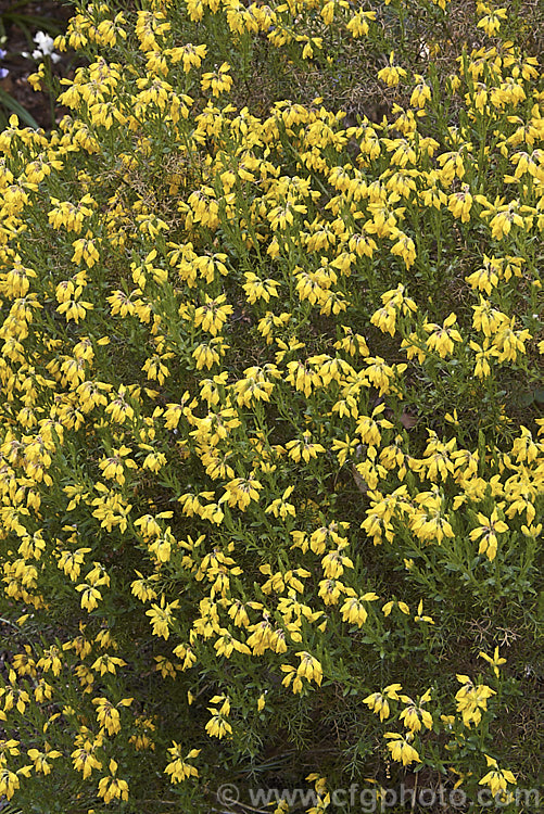 Dwarf Gorse (<i>Ulex minor</i>), a 1m high x 1.5m wide, western European shrub with densely spiny green branches. For much of the year it is leafless, but when its flower it produces a few true leaves around the flowerheads. It flowers in autumn and in mild climates will also bloom in spring. It does not have the invasive habits of Ulex europaeus. ulex-2750htm'>Ulex.