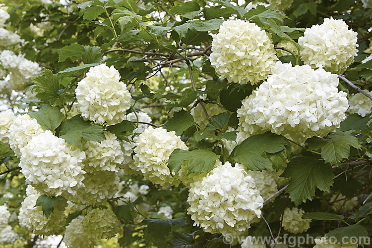 Viburnum opulus 'Roseum' (syn 'Sterile'), a 4-5m tall cultivar of a Eurasian species. It has white flowerhead made up entirely of sterile bracts. Occasionally they redden with age. viburnum-2081htm'>Viburnum.. viburnum-2081htm'>Viburnum. <a href='adoxaceae-plant-family-photoshtml'>Adoxaceae</a>.