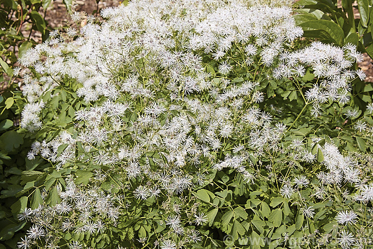 Thalictrum aquilegifolium, a spring- to early summer-flowering herbaceous perennial from Europe and temperate Asia. Its flowering stems can grow to around 15m tall. Its flower colour ranges form greenish white through powder blue to purple. thalictrum-2040htm'>Thalictrum.