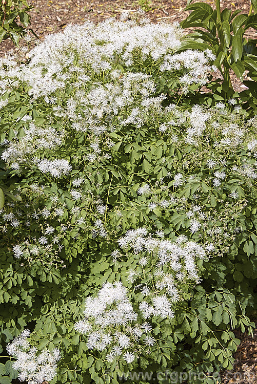Thalictrum aquilegifolium, a spring- to early summer-flowering herbaceous perennial from Europe and temperate Asia. Its flowering stems can grow to around 15m tall. Its flower colour ranges form greenish white through powder blue to purple. thalictrum-2040htm'>Thalictrum.