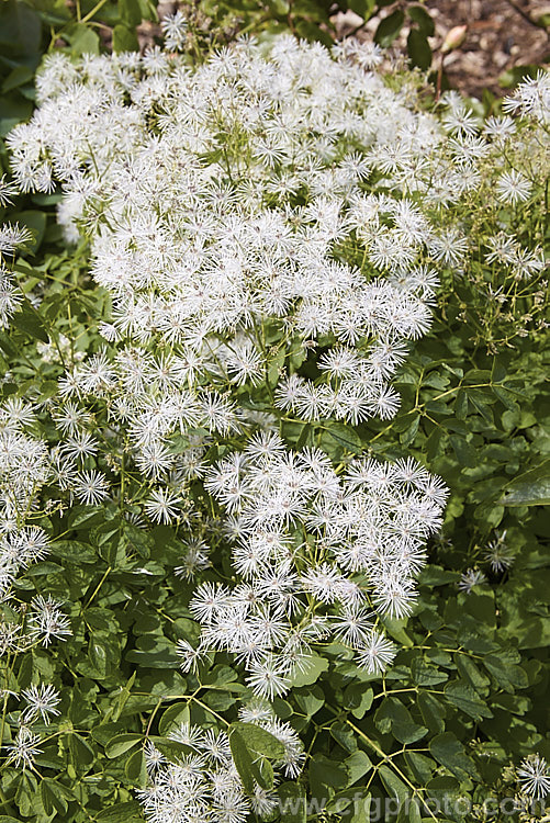 Thalictrum aquilegifolium, a spring- to early summer-flowering herbaceous perennial from Europe and temperate Asia. Its flowering stems can grow to around 15m tall. Its flower colour ranges form greenish white through powder blue to purple. thalictrum-2040htm'>Thalictrum.