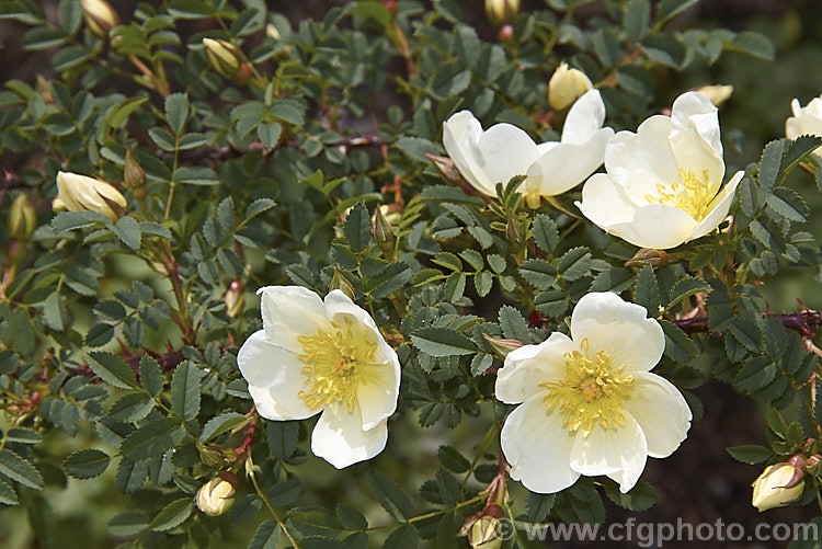 Scotch Rose or Burnet. Rose (<i>Rosa pimpinellifolia</i>), a suckering, spine-covered, thicket forming species found over much of Eurasia. It grows to around 12m high and somewhat wider spread. Order: Rosales, Family: Rosaceae