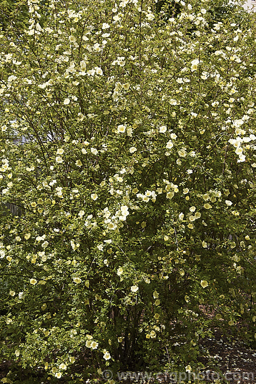 Rosa xanthina 'Canary. Bird' (<i>R xanthina forma spontanea x R xanthina forma hugonis</i>), an inter-form hybrid of Rosa xanthina, a spreading 3m tall rose species from China and Korea, with larger flowers than the species. Order: Rosales, Family: Rosaceae