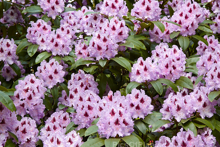 <i>Rhododendron</i> 'Blue Peter' (probably a Rhododendron ponticum hybrid</i>), a very tough and adaptable 1.5-2m shrub raised by Waterer of England before 1933. Order: Ericales, Family: Ericaceae