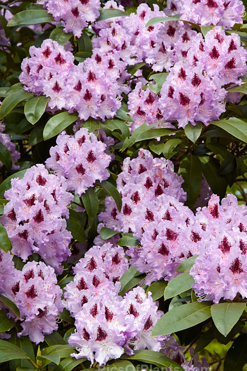 <i>Rhododendron</i> 'Blue Peter' (probably a Rhododendron ponticum hybrid</i>), a very tough and adaptable 1.5-2m shrub raised by Waterer of England before 1933. Order: Ericales, Family: Ericaceae