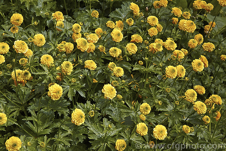 Ranunculus acris 'Flore Pleno' (syn 'Multiplex') a double-flowered form of a Eurasian spring-flowering perennial that grows to around 90cm high. It has very vigorous, somewhat invasive roots. Order: Ranunculales, Family: Ranunculaceae