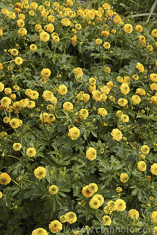 Ranunculus acris 'Flore Pleno' (syn 'Multiplex') a double-flowered form of a Eurasian spring-flowering perennial that grows to around 90cm high. It has very vigorous, somewhat invasive roots. Order: Ranunculales, Family: Ranunculaceae