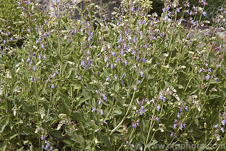 Spanish Sage (<i>Salvia lavandulifolia [syn. Salvia officinalis var. lavandulifolia</i>), a woody-based semi-evergreen perennial sage native to Spain. It is very like common sage (<i>Salvia officinalis</i>) but has rather narrow leaves with long petioles and its flower spikes are more elongated. Order: Lamiales, Family: Lamiaceae