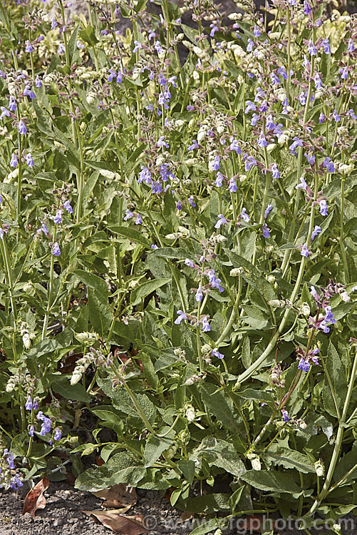 Spanish Sage (<i>Salvia lavandulifolia [syn. Salvia officinalis var. lavandulifolia</i>), a woody-based semi-evergreen perennial sage native to Spain. It is very like common sage (<i>Salvia officinalis</i>) but has rather narrow leaves with long petioles and its flower spikes are more elongated. Order: Lamiales, Family: Lamiaceae