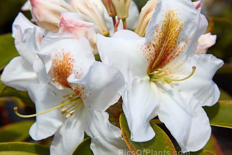 <i>Rhododendron</i> 'White Gold' ('Mrs J.G. Millais' x 'Cheyenne'), a medium-sized to large shrub raised in 1979 by Greer of the United States. It grows to over 2m tall and has trusses of up to 12 white flowers with deep gold throat markings, opening from pink-tinted buds. Order: Ericales, Family: Ericaceae