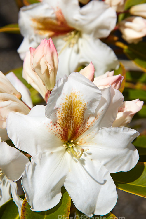<i>Rhododendron</i> 'White Gold' ('Mrs J.G. Millais' x 'Cheyenne'), a medium-sized to large shrub raised in 1979 by Greer of the United States. It grows to over 2m tall and has trusses of up to 12 white flowers with deep gold throat markings, opening from pink-tinted buds. Order: Ericales, Family: Ericaceae