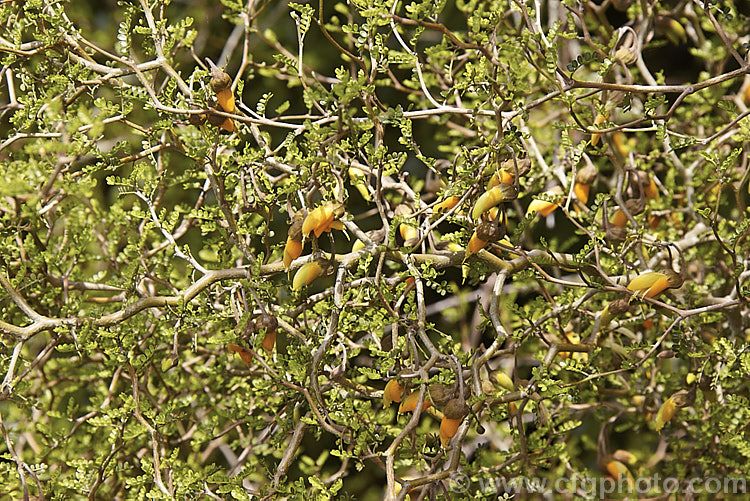 Prostrate Kowhai (<i>Sophora prostrata</i>), a low-growing, ground-hugging shrub with a divaricating growth habit. Native to rocky areas of the eastern South Island of New Zealand, it bears golden flowers in spring. sophora-2142htm'>Sophora.