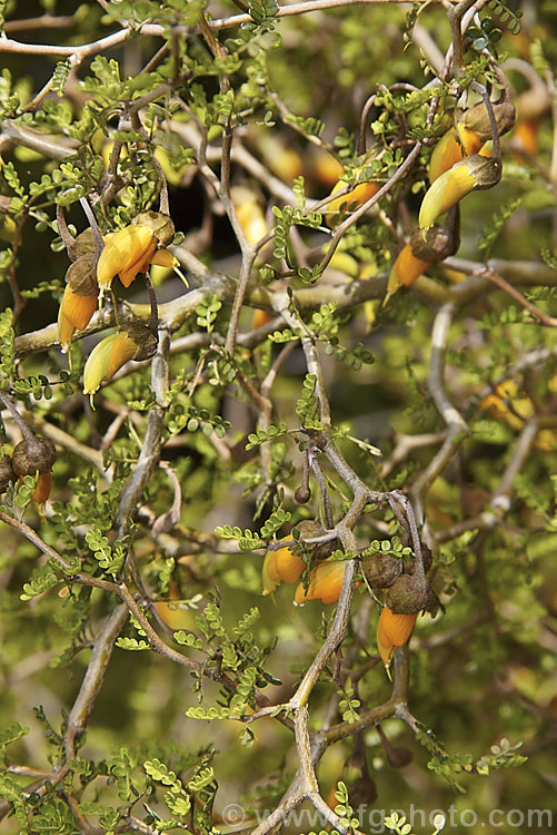 Prostrate Kowhai (<i>Sophora prostrata</i>), a low-growing, ground-hugging shrub with a divaricating growth habit. Native to rocky areas of the eastern South Island of New Zealand, it bears golden flowers in spring. sophora-2142htm'>Sophora.