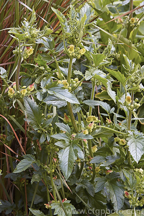 Scrophularia grandiflora, an early spring- to summer-flowering European herbaceous perennial. It grows to around 15m tall and develops rapidly from early spring. scrophularia-3298htm'>Scrophularia. <a href='scrophulariaceae-plant-family-photoshtml'>Scrophulariaceae</a>.