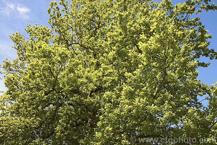 The bright green young foliage of English Oak (<i>Quercus robur</i>) against a blue spring sky. This large, round-headed, deciduous tree is found from Britain to western Russia. It lives to a great age and can reach 40m tall, though 20-35m is more common. The young foliage is a very distinctive green that seems to glow is the sunlight. Order: Fagales, Family: Fagaceae