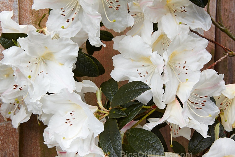 <i>Rhododendron</i> 'Fragrantissimum' (<i>Rhododendron edgeworthii</i> x <i>Rhododendron formosum</i>), the best known of the commonly grown scented rhododendrons, this often rangy hybrid dates from before 1868. Its open, erect habit means that it is often best grown as an espalier. Order: Ericales, Family: Ericaceae
