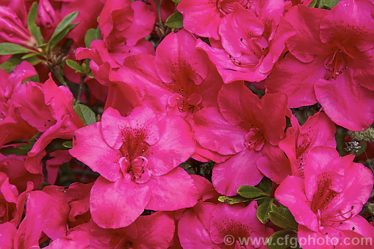 Rhododendron (evergreen azalea</i>) 'Duc de Nassau' an old Belgian Indica hybrid raised by Mardner of Belgium in 1854. It grows to around 12m high and wide and flowers profusely