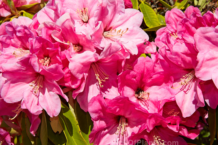 <i>Rhododendron</i> 'Ruby Bowman' (<i>Rhododendron fortunei</i> x 'Lady Bligh'), a midseason-flowering 3m tall bush raised in the United States in the early 1950s but not registered by Bowman until 1958. It has long leaves and large, subtly shaded flower trusses. Order: Ericales, Family: Ericaceae