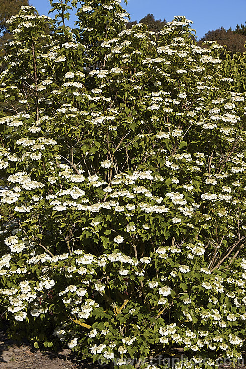 Guelder. Rose (<i>Viburnum opulus</i>), a 4-5m tall Eurasian deciduous shrub with heads of white flowers in spring. The true flowers are small but are made more showy by large sterile bracts that are often exaggerated in the garden forms. viburnum-2081htm'>Viburnum.. viburnum-2081htm'>Viburnum. <a href='adoxaceae-plant-family-photoshtml'>Adoxaceae</a>.