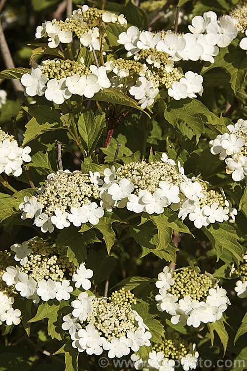 Guelder. Rose (<i>Viburnum opulus</i>), a 4-5m tall Eurasian deciduous shrub with heads of white flowers in spring. The true flowers are small but are made more showy by large sterile bracts that are often exaggerated in the garden forms. viburnum-2081htm'>Viburnum.. viburnum-2081htm'>Viburnum. <a href='adoxaceae-plant-family-photoshtml'>Adoxaceae</a>.
